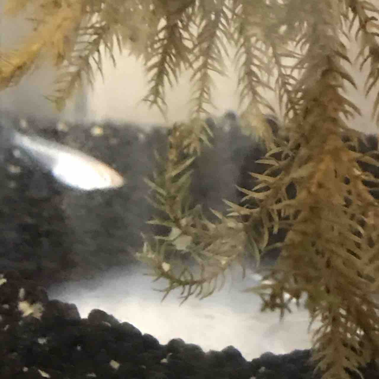 メダカ飼育記 アラフォー 社会不適応人間のほのぼの日記