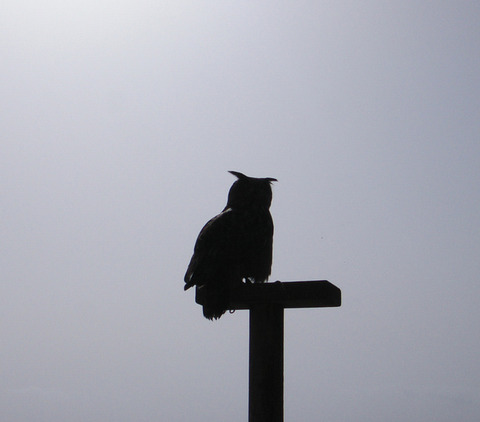 owl-silhouette-1386249-639x561