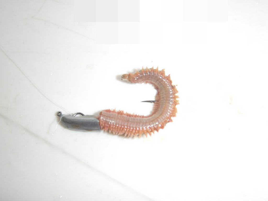 虫ヘッド 馬鹿の知恵は後から 虫ヘッド 馬鹿の知恵は後から