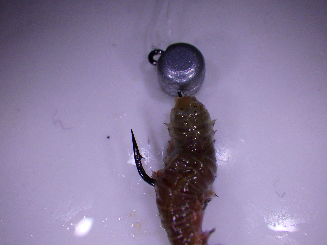 虫ヘッド インプレ 馬鹿の知恵は後から 虫ヘッド インプレ 馬鹿の知恵は後から