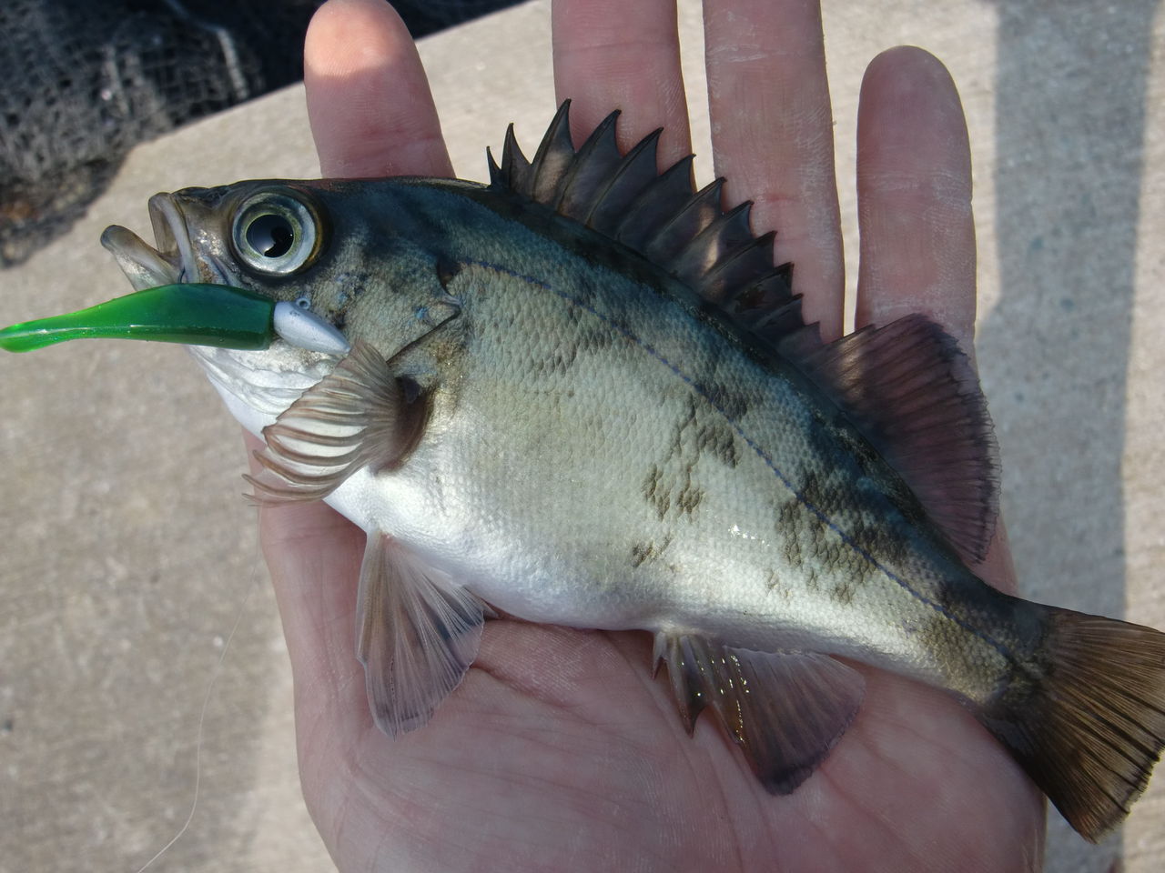 3月30日 アジ メバリング 馬鹿の知恵は後から 3月30日 アジ メバリング 馬鹿の知恵は後から