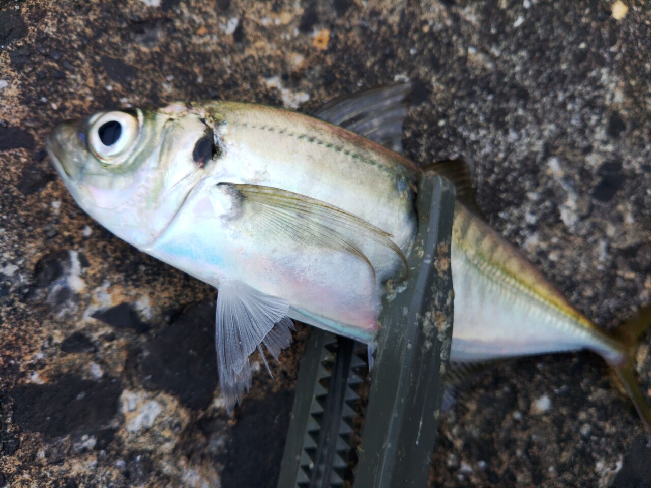 5月８日 メバリング 馬鹿の知恵は後から