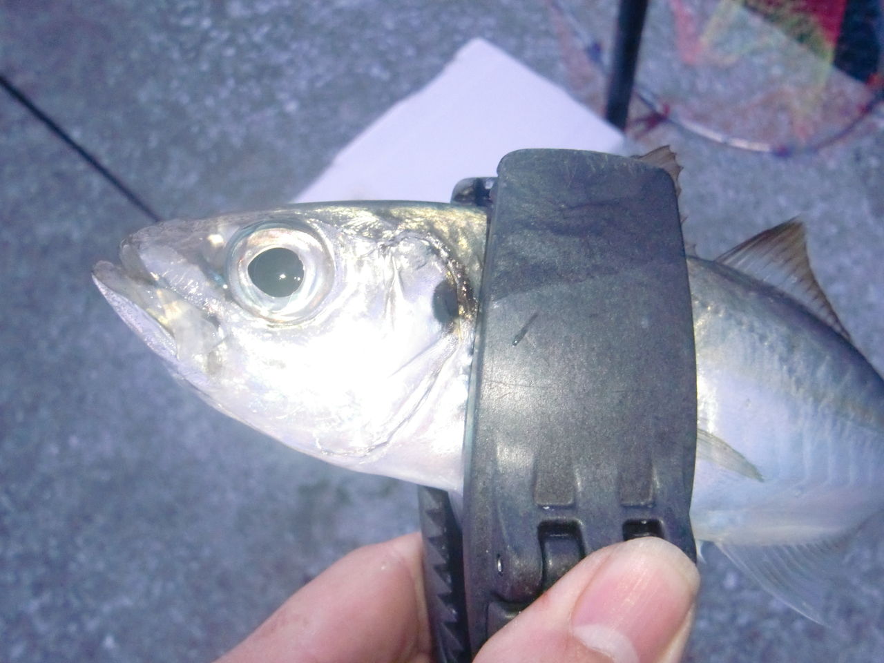 虫ヘッド インプレ 馬鹿の知恵は後から 虫ヘッド インプレ 馬鹿の知恵は後から