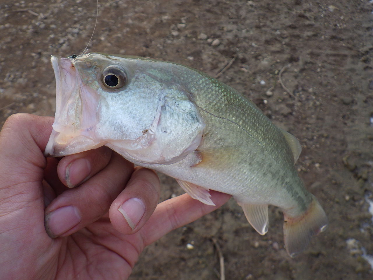 ８月２２日 下池 バス釣り 馬鹿の知恵は後から