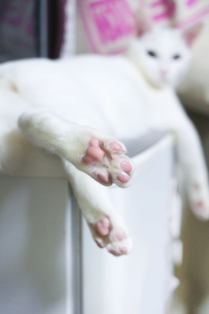 猫は表情筋がとっても少ない レビュー 黄金色のオタク生活 猫は表情筋がとっても少ない レビュー 黄金色のオタク生活