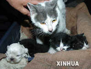 猫1
