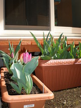 ���塼��å�