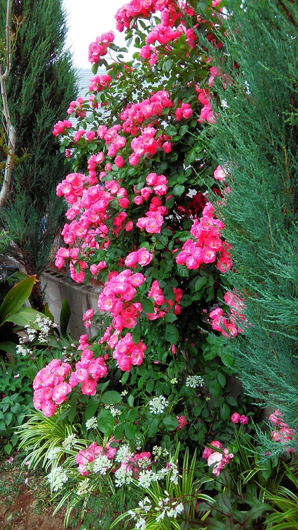 20190526_08