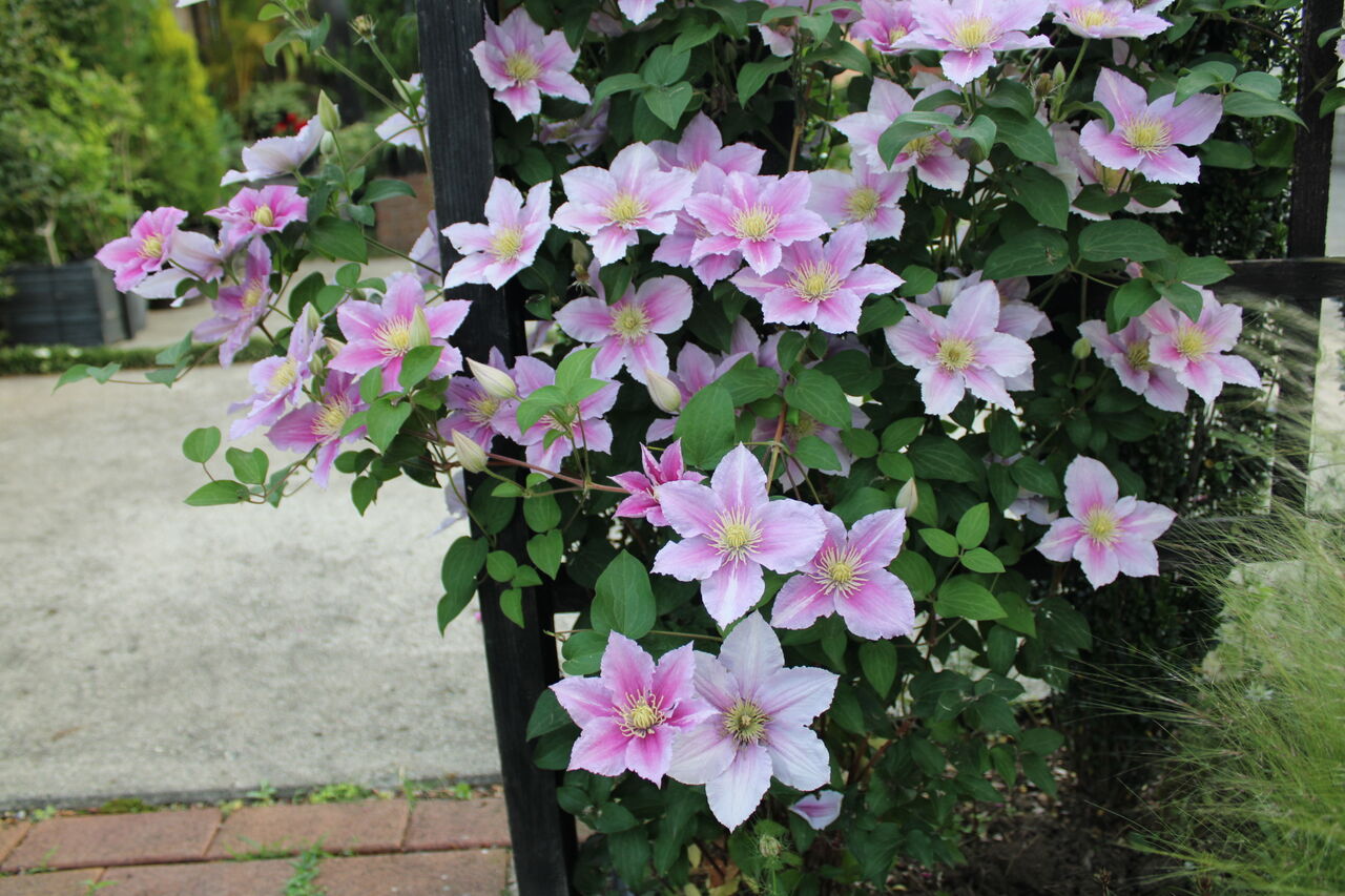 今日のクレマチス 5 29 Miraiの庭 つれづれに 今日のクレマチス 5 29 Miraiの庭 つれづれに