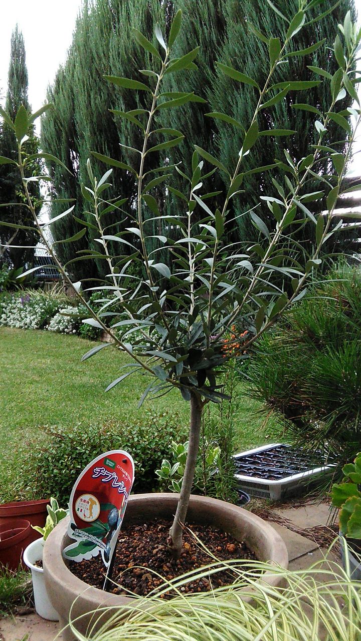 クランベリーとオリーブを植えました Miraiの庭 つれづれに クランベリーとオリーブを植えました Miraiの庭 つれづれに