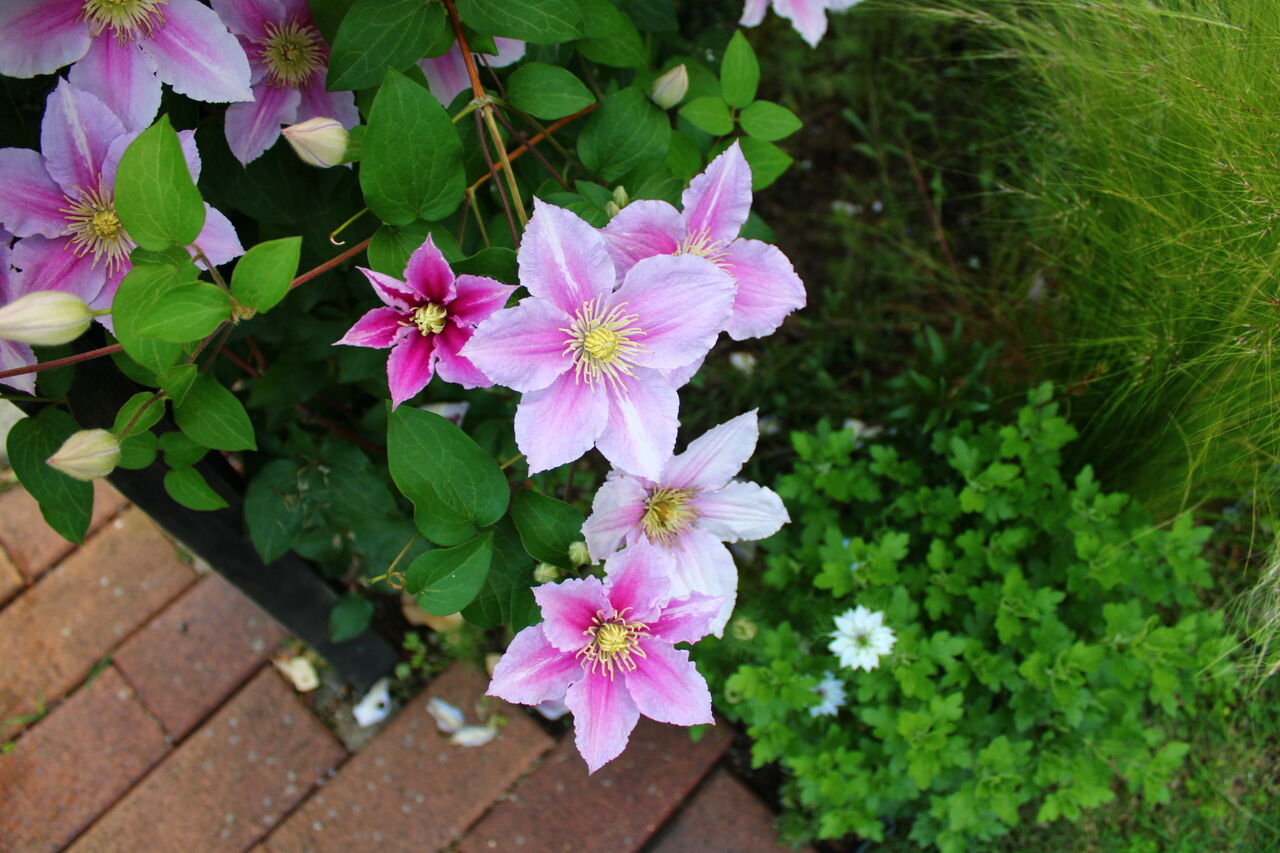 今日のクレマチス 5 29 Miraiの庭 つれづれに