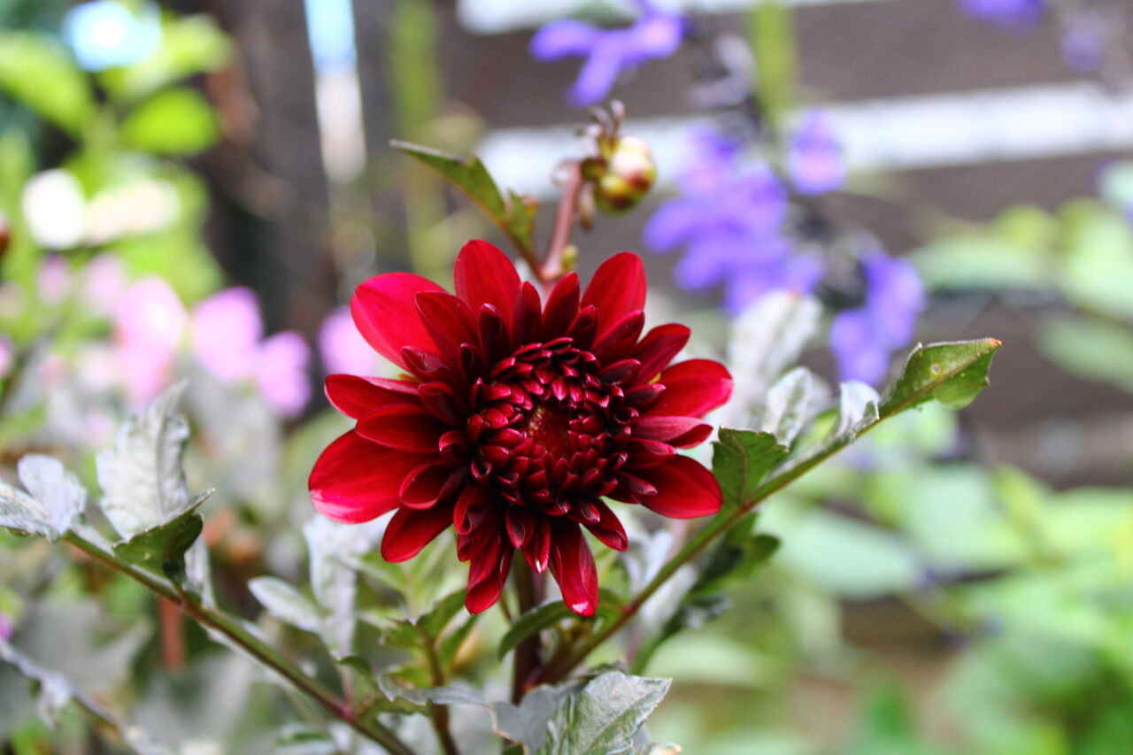 秋のダリアと庭の花 Miraiの庭 つれづれに 秋のダリアと庭の花 Miraiの庭 つれづれに