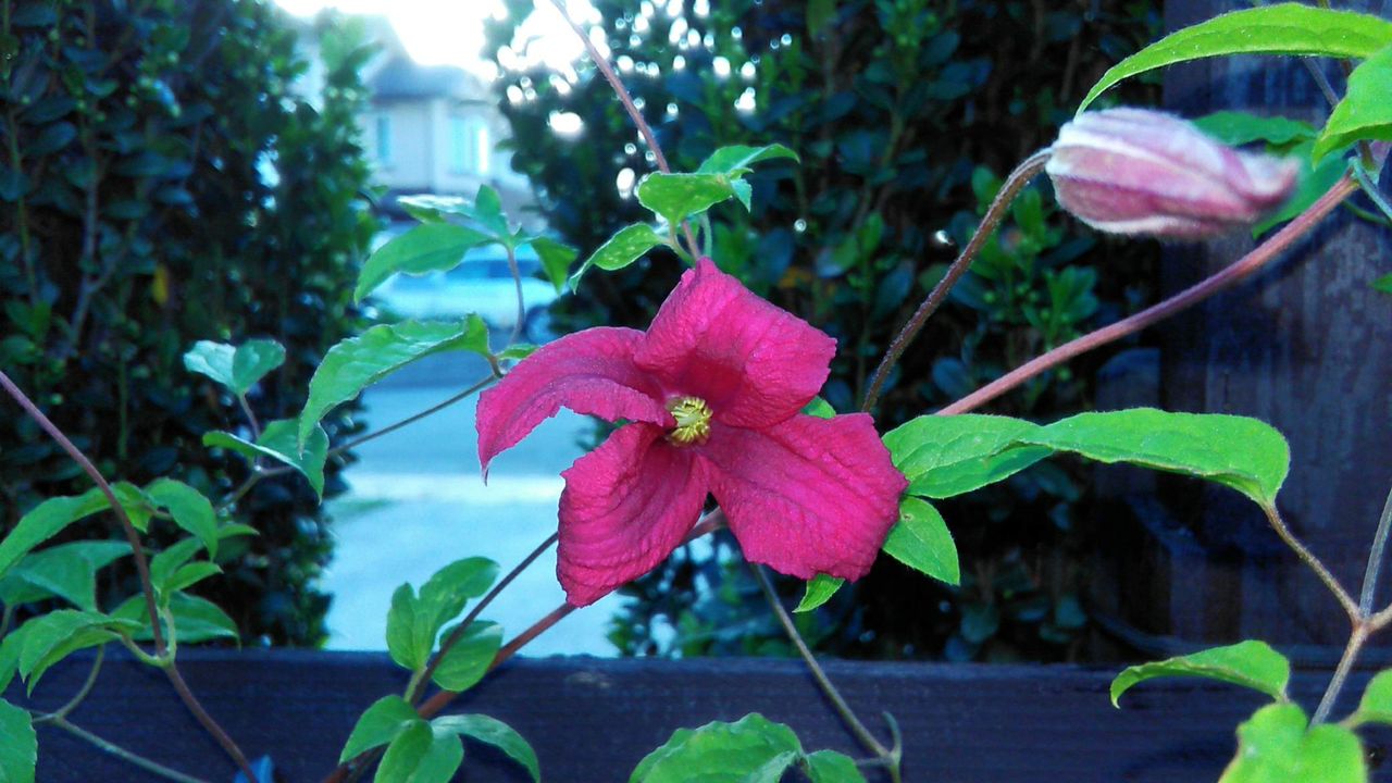 クレマチス ピールが花いっぱいに Miraiの庭 つれづれに