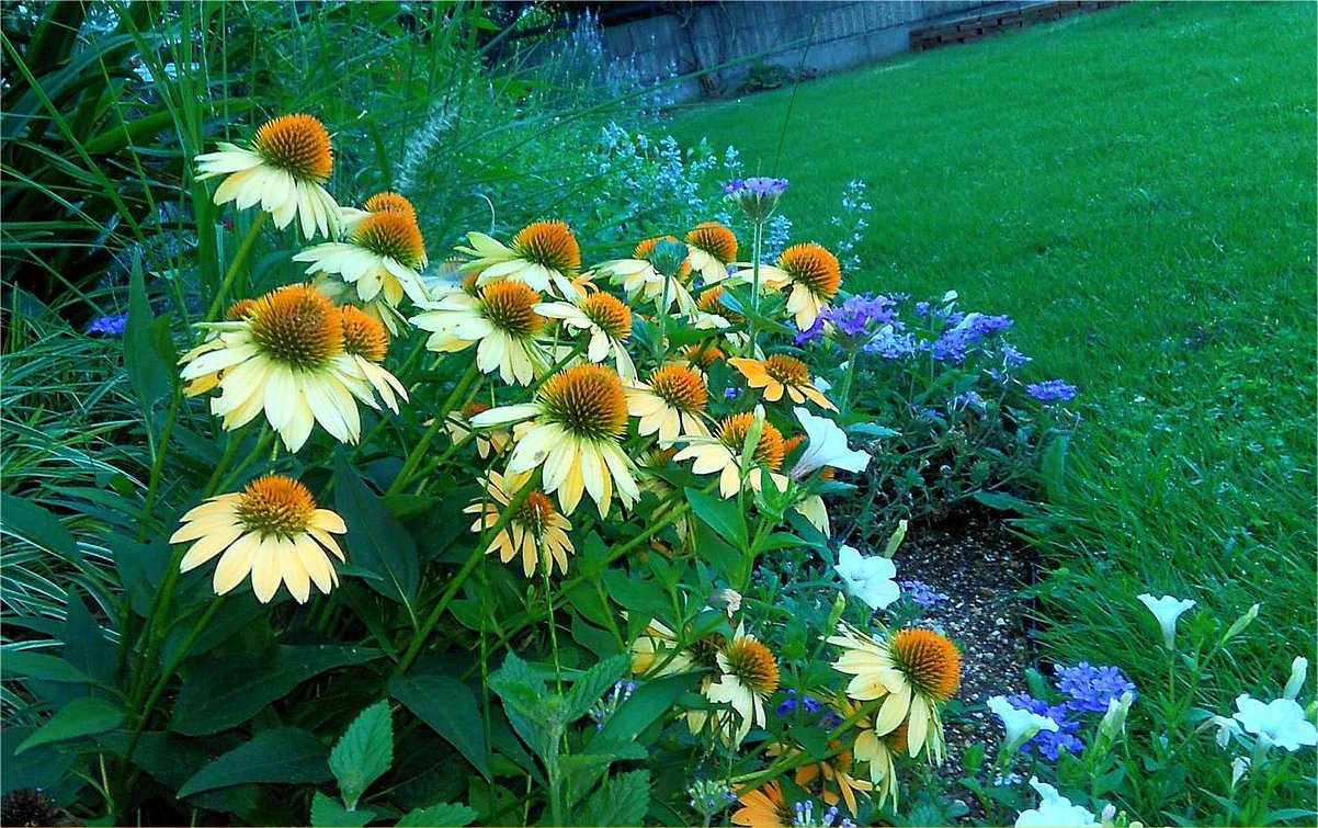 種まきのエキナセア 今日の庭の花 Miraiの庭 つれづれに