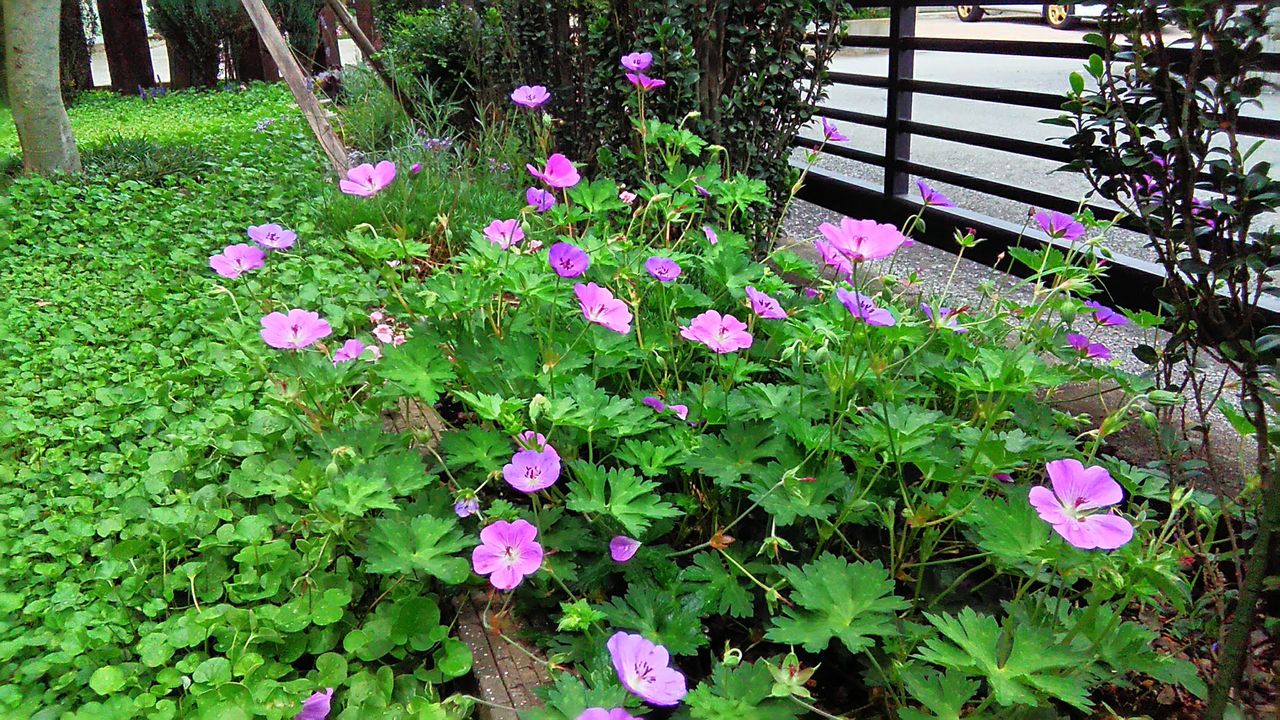 今日の庭 Miraiの庭 つれづれに