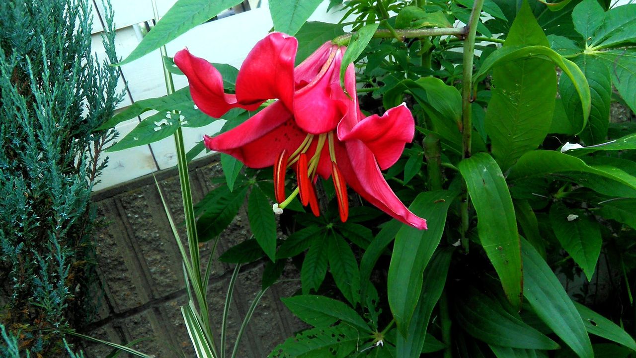 レッド カサブランカ Miraiの庭 つれづれに