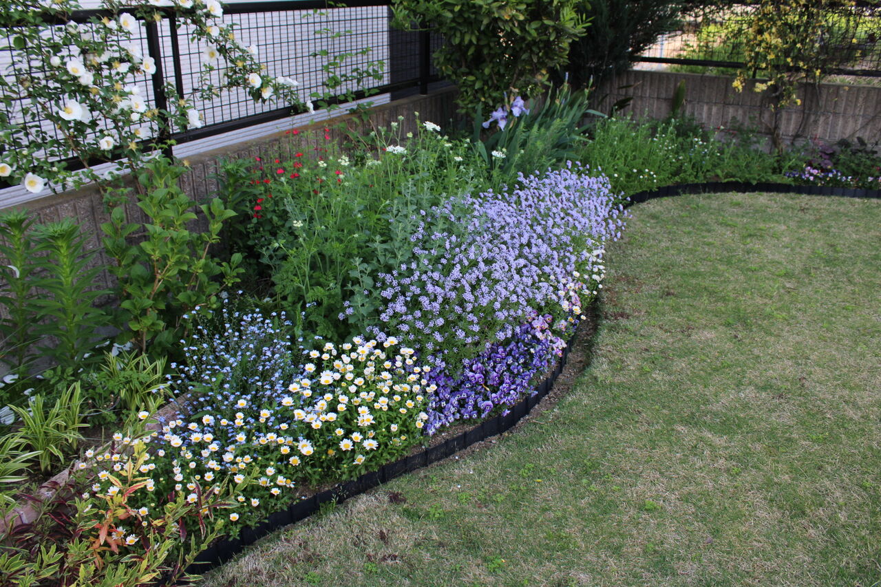 バラ１輪とアスペルラ オリエンタリス Miraiの庭 つれづれに