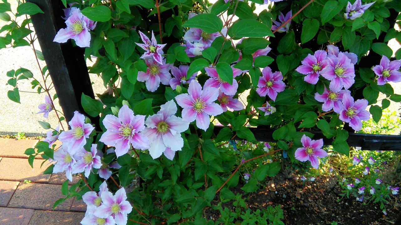 クレマチス ピールが花いっぱいに Miraiの庭 つれづれに
