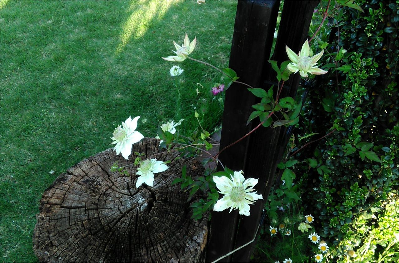 クレマチス ピールが花いっぱいに Miraiの庭 つれづれに