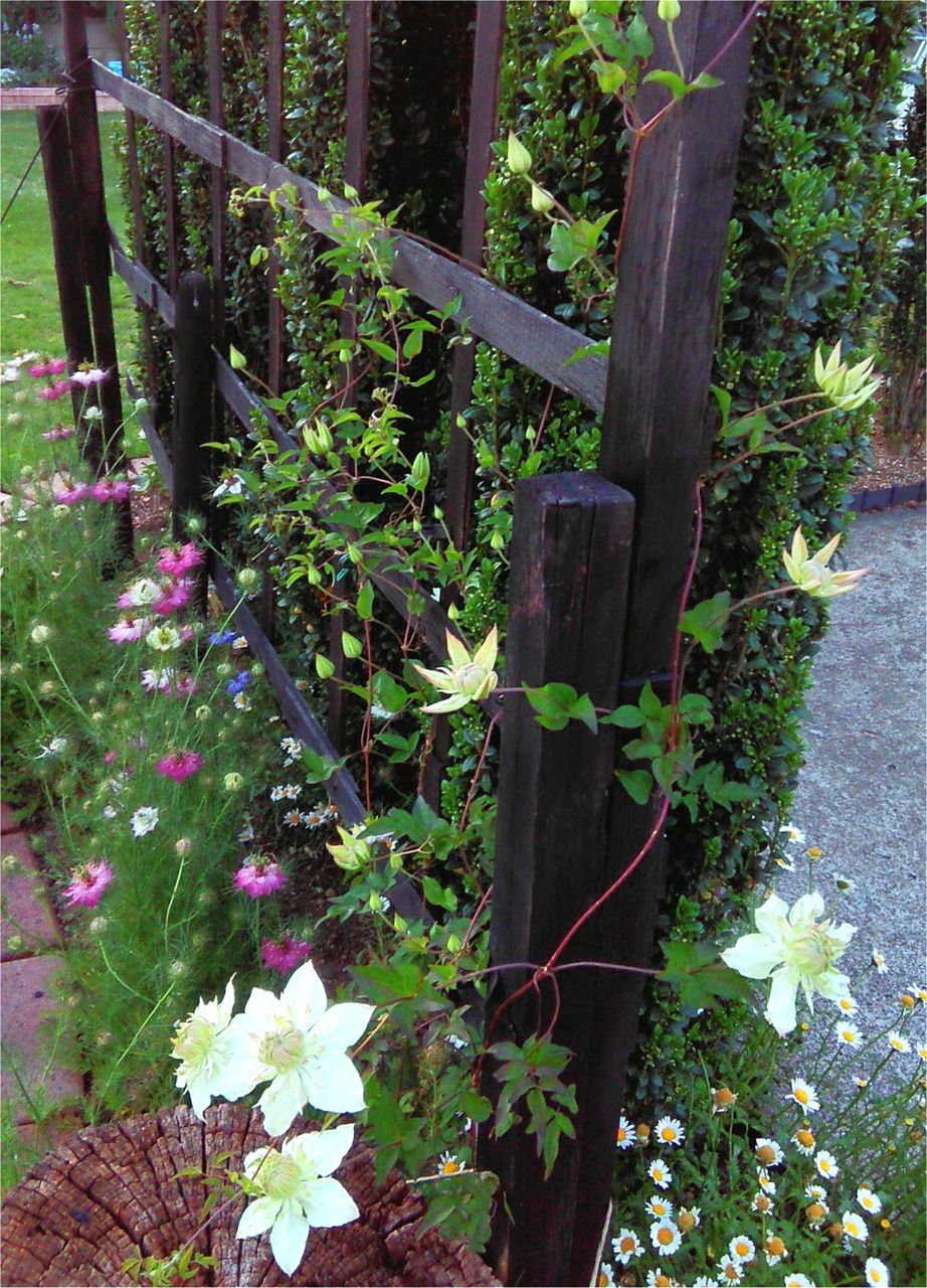 クレマチス ピールが花いっぱいに Miraiの庭 つれづれに