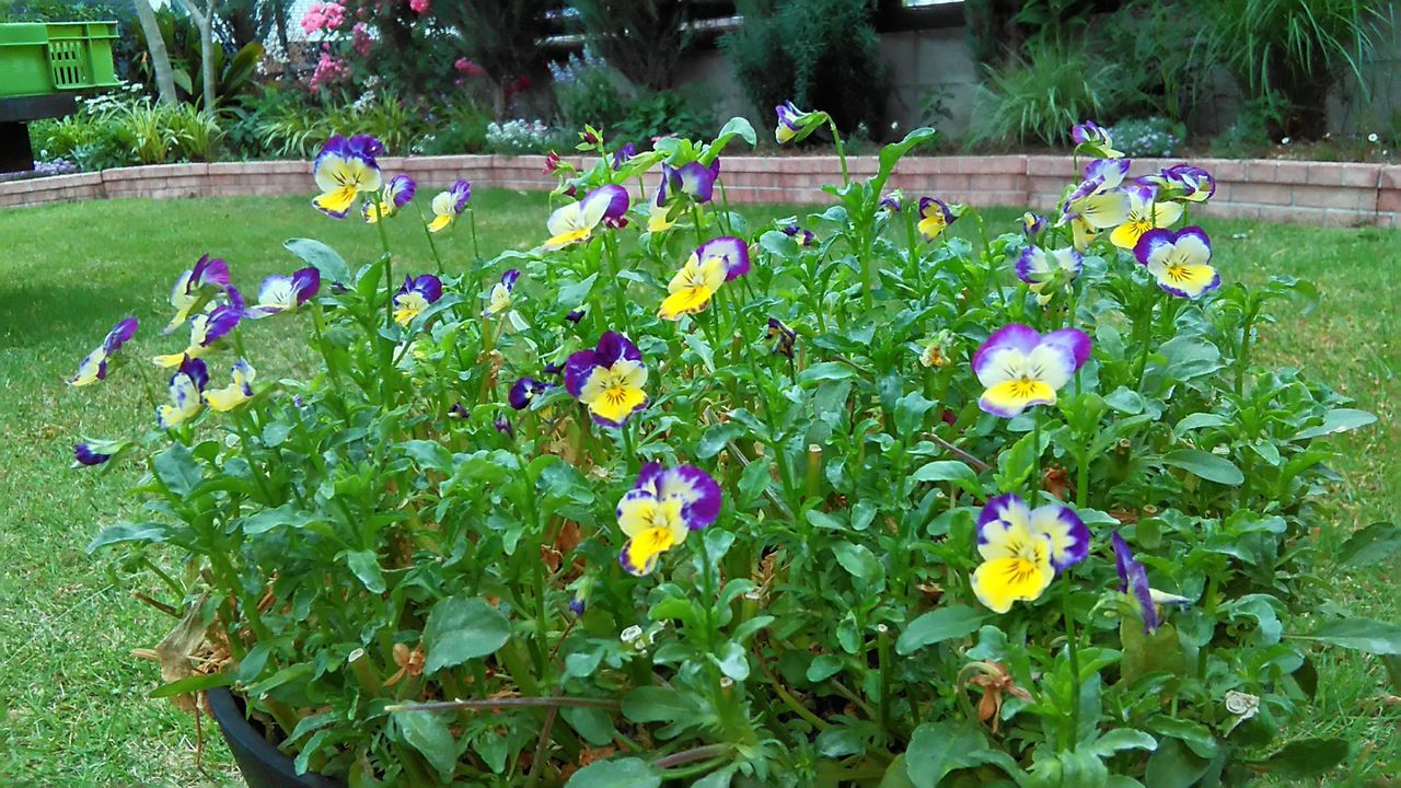 終わりの花と始まりの花 ゼラニウムの害虫のその後 Miraiの庭 つれづれに