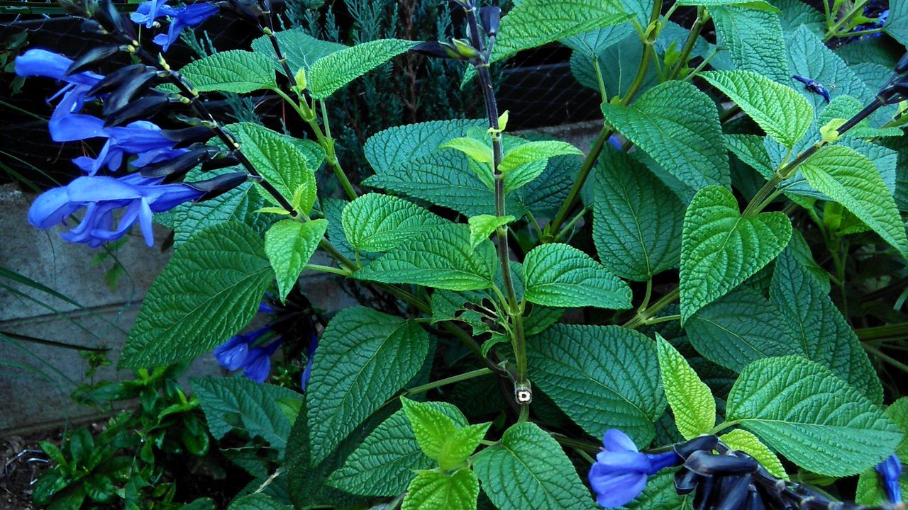 ブルーサルビアと庭の花 Miraiの庭 つれづれに ブルーサルビアと庭の花 Miraiの庭 つれづれに