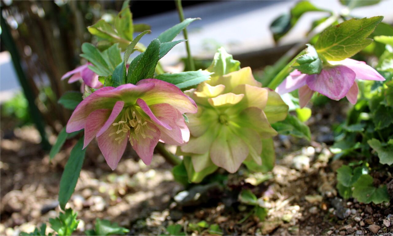 クリスマスローズとシクラメン Miraiの庭 つれづれに