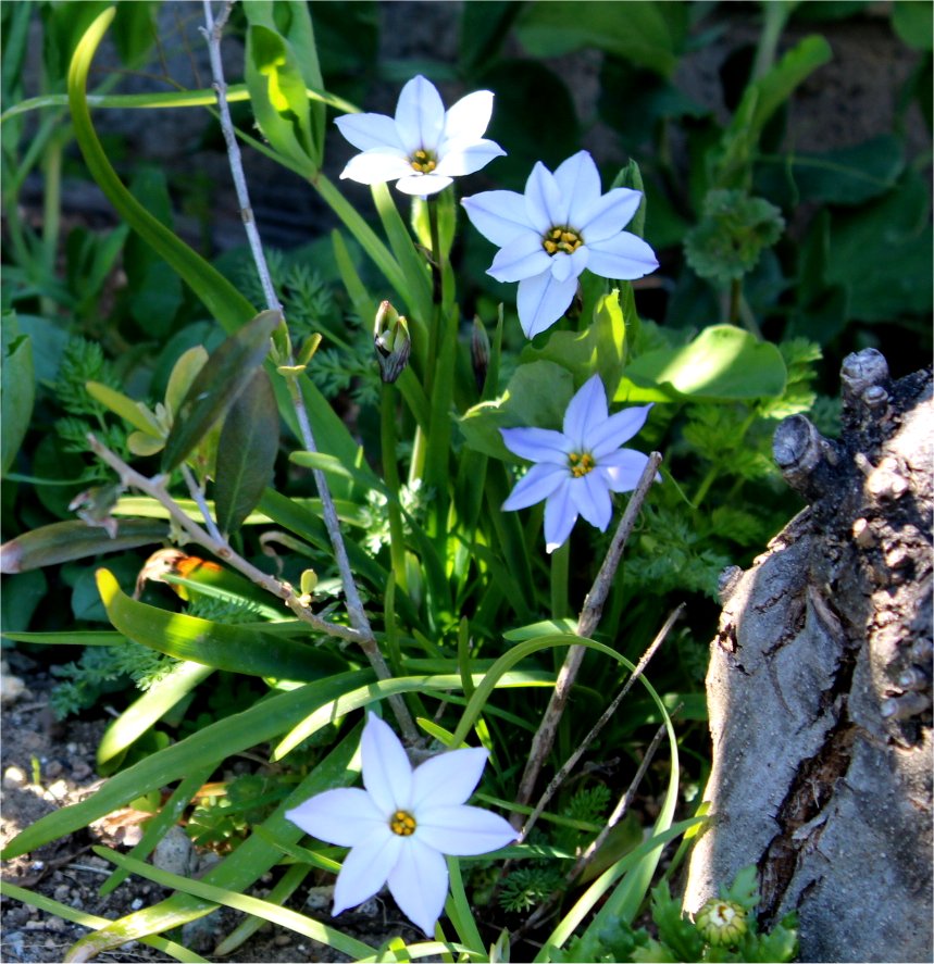 花ニラが咲き始めました : miraiの庭 つれづれに