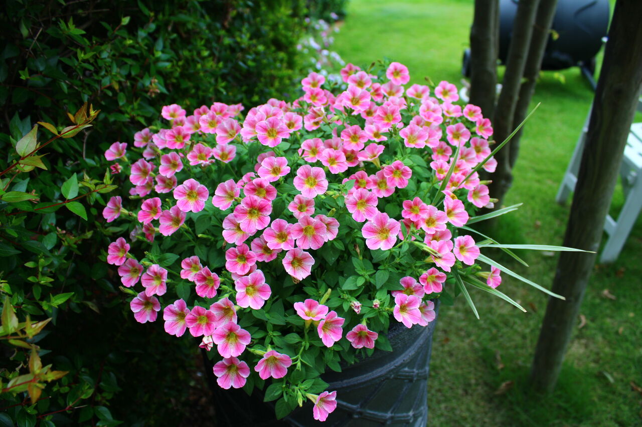 今日のペチュニアたち 6 24 Miraiの庭 つれづれに