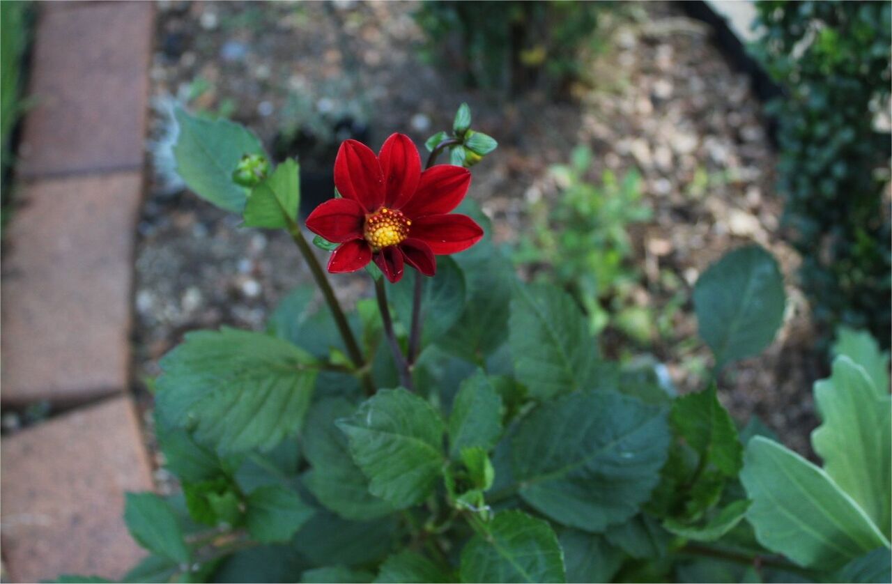 ダリアが咲きました 今日の庭の植物 Miraiの庭 つれづれに