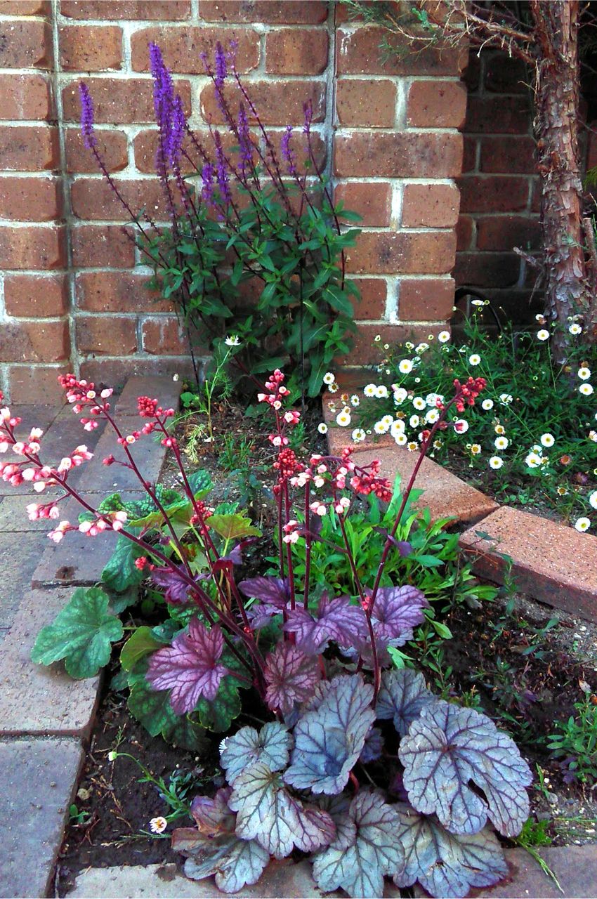 今日の庭の花 Miraiの庭 つれづれに 今日の庭の花 Miraiの庭 つれづれに