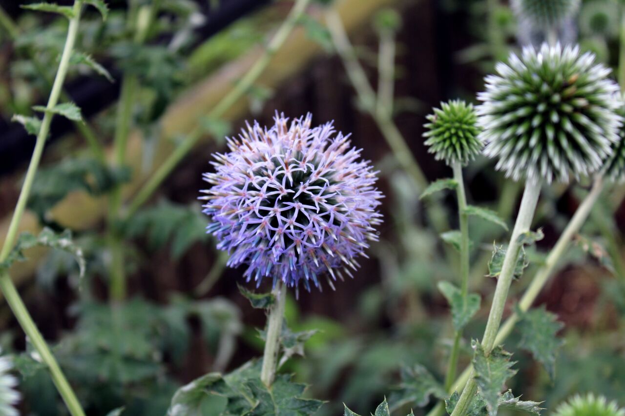 エキノプス リトロと庭の花 Miraiの庭 つれづれに