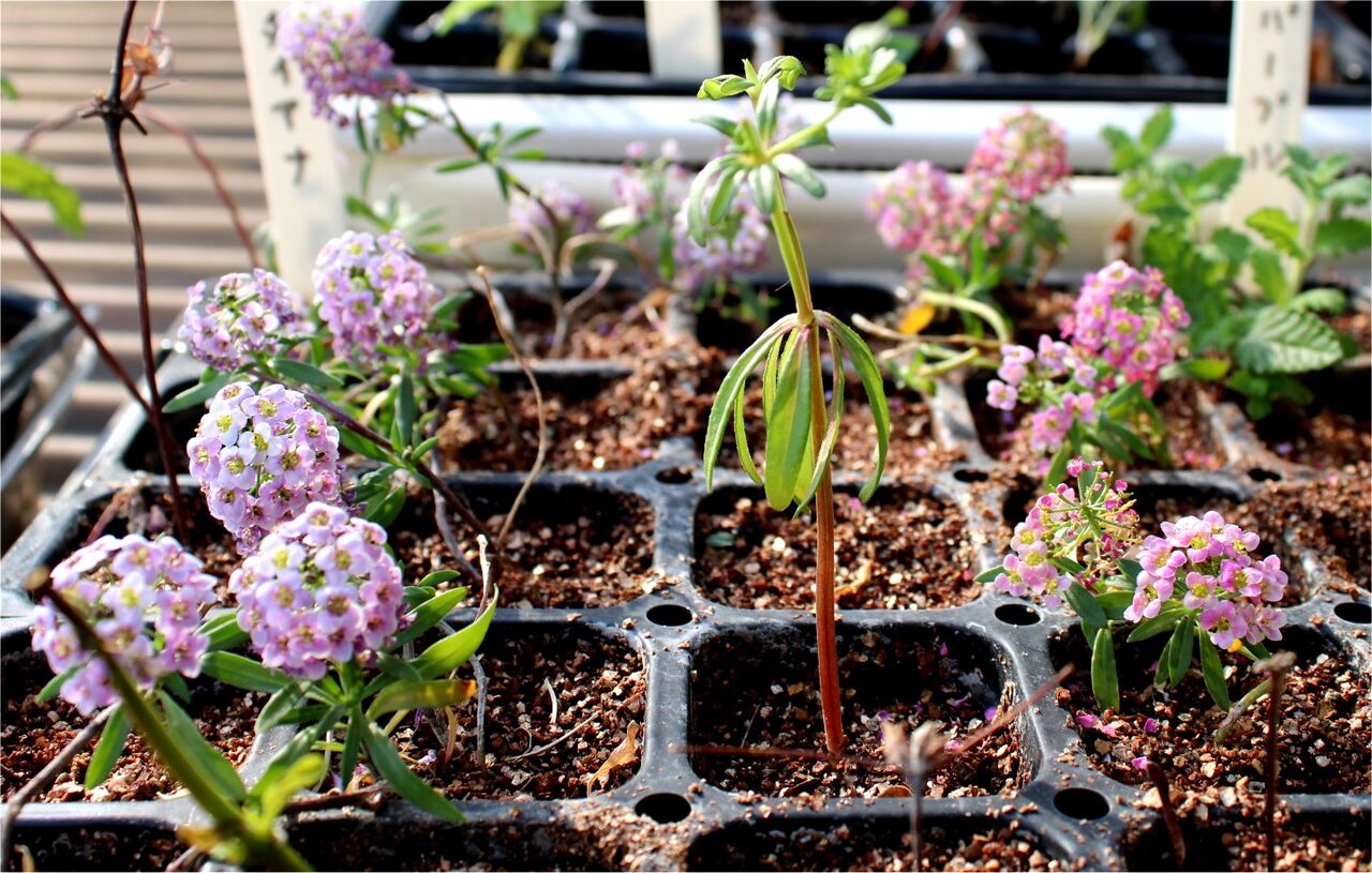 メール便無料 レイコフィラム 挿し穂3本 植物 観葉植物