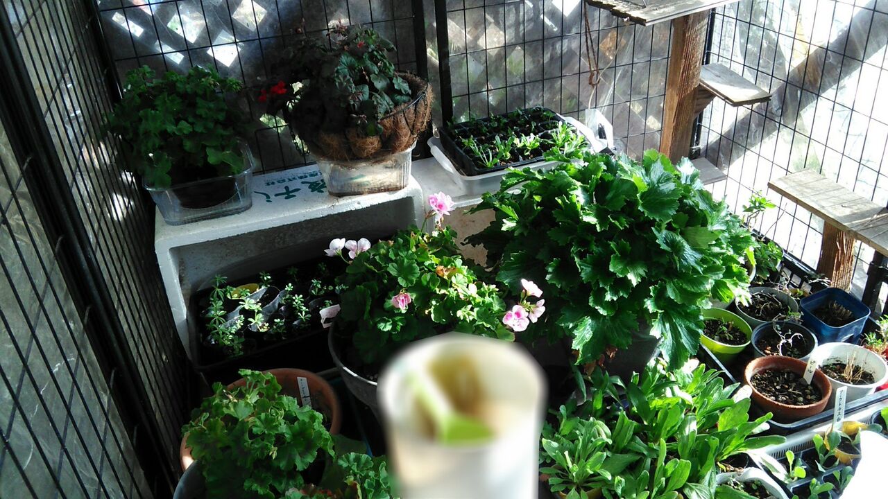 ラナンキュラス ラックスに蕾を発見 Miraiの庭 つれづれに