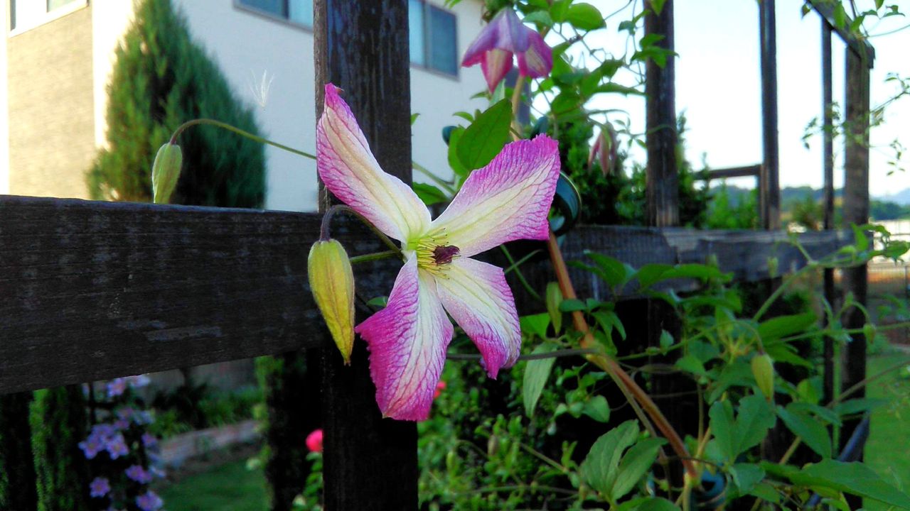 クレマチス ピールが花いっぱいに Miraiの庭 つれづれに