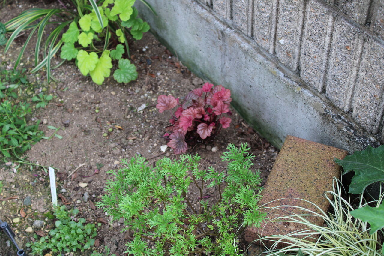 いろいろ切り戻しと今日の庭の花 Miraiの庭 つれづれに