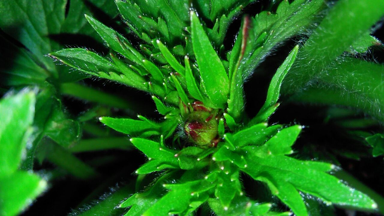 ラナンキュラス ラックスに蕾を発見 Miraiの庭 つれづれに