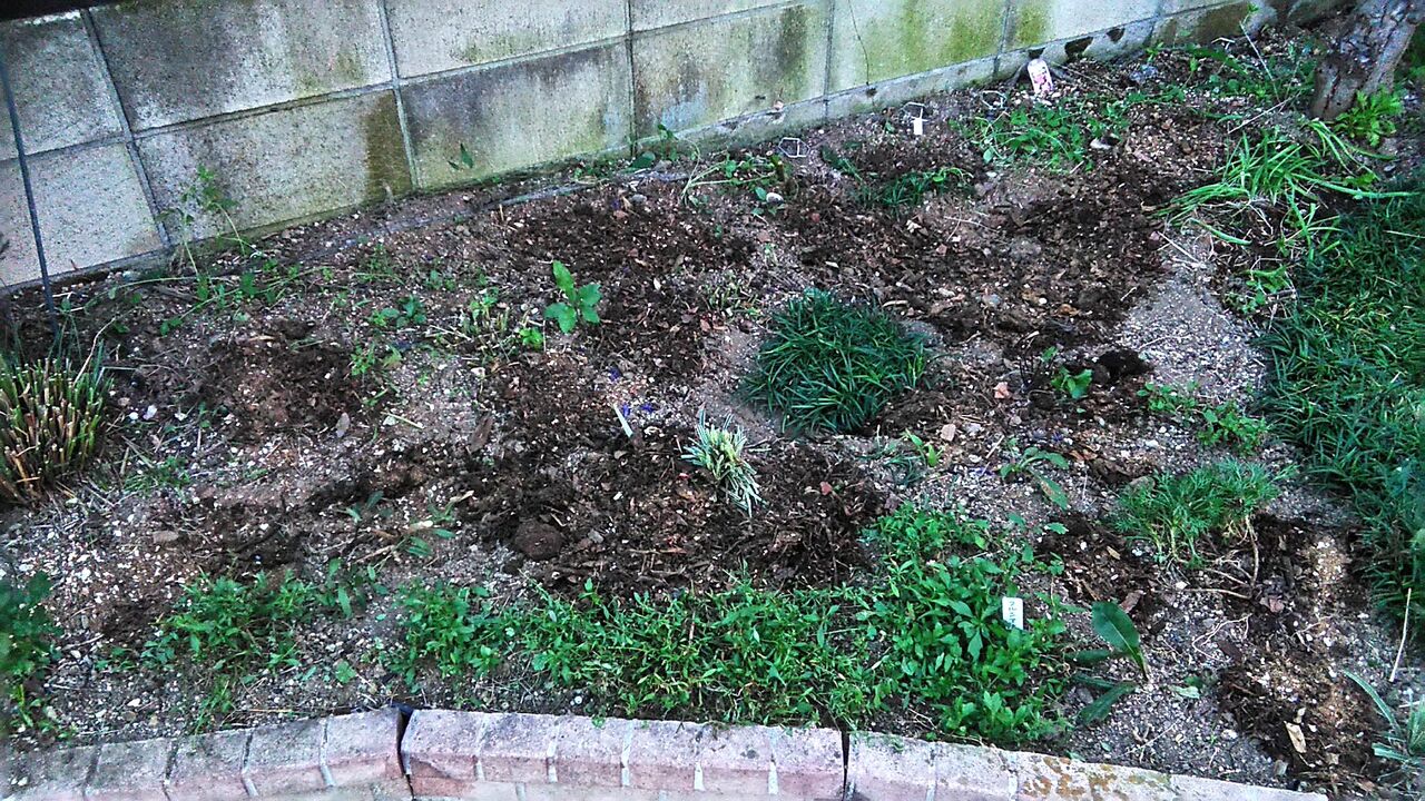 ミューレンベルギア カピラリスを抜きました Miraiの庭 つれづれに