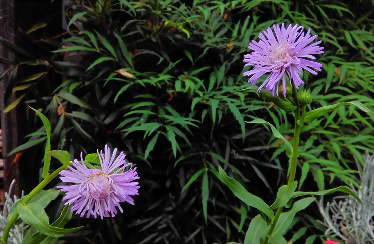 2種のエリゲロン Miraiの庭 つれづれに 2種のエリゲロン Miraiの庭 つれづれに