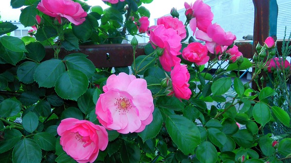 20190518_15