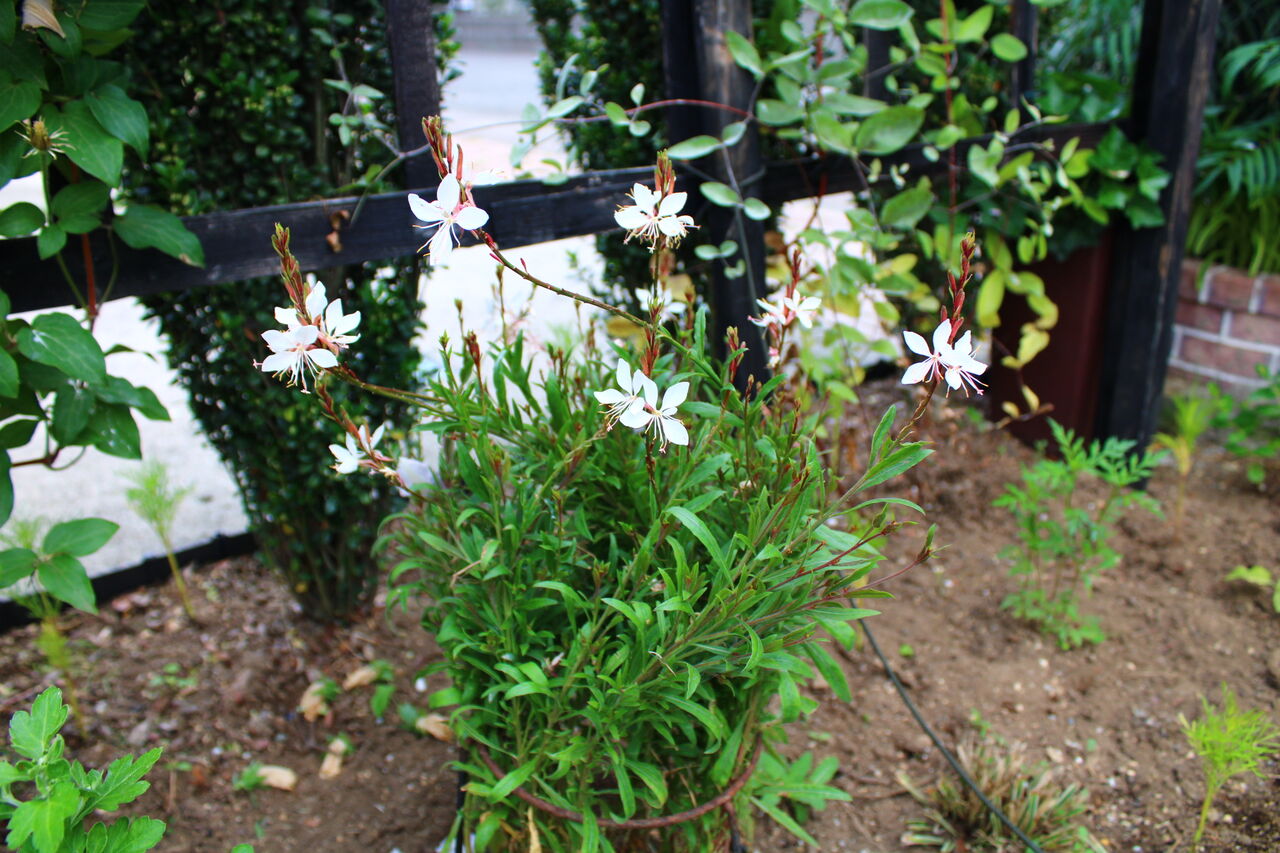 ブラキカムのハンギング 今日の庭の花 Miraiの庭 つれづれに ブラキカムのハンギング 今日の庭の花 Miraiの庭 つれづれに