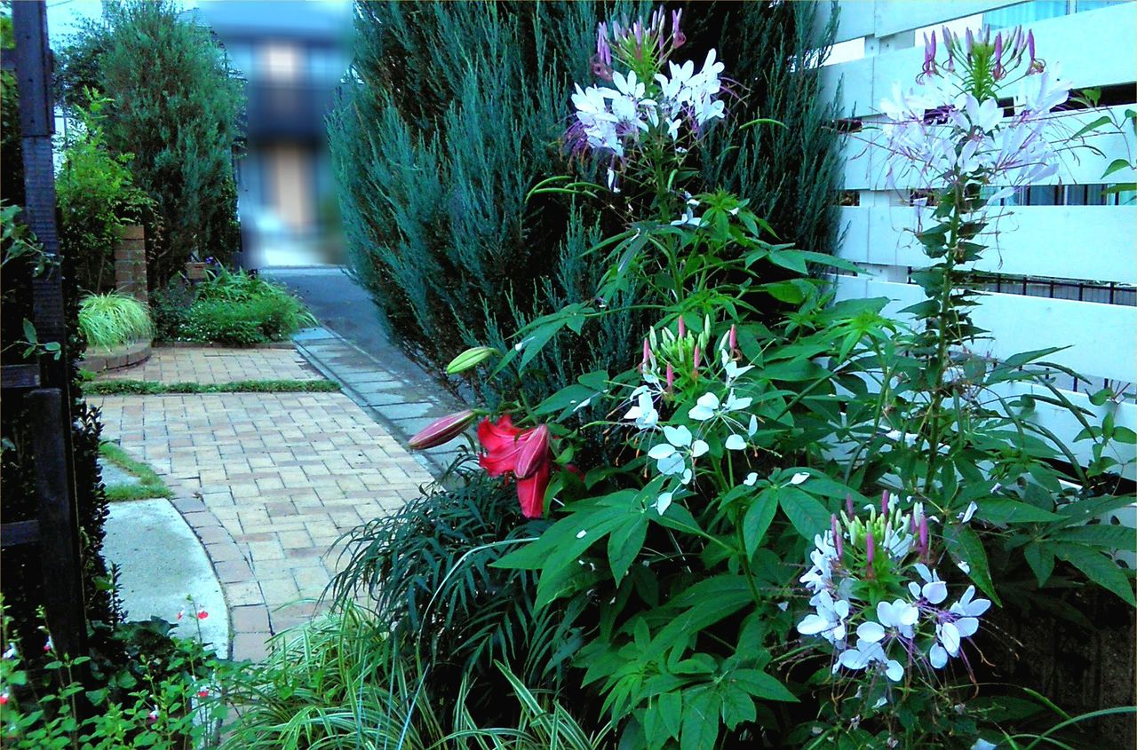 クレオメの咲く風景 Miraiの庭 つれづれに