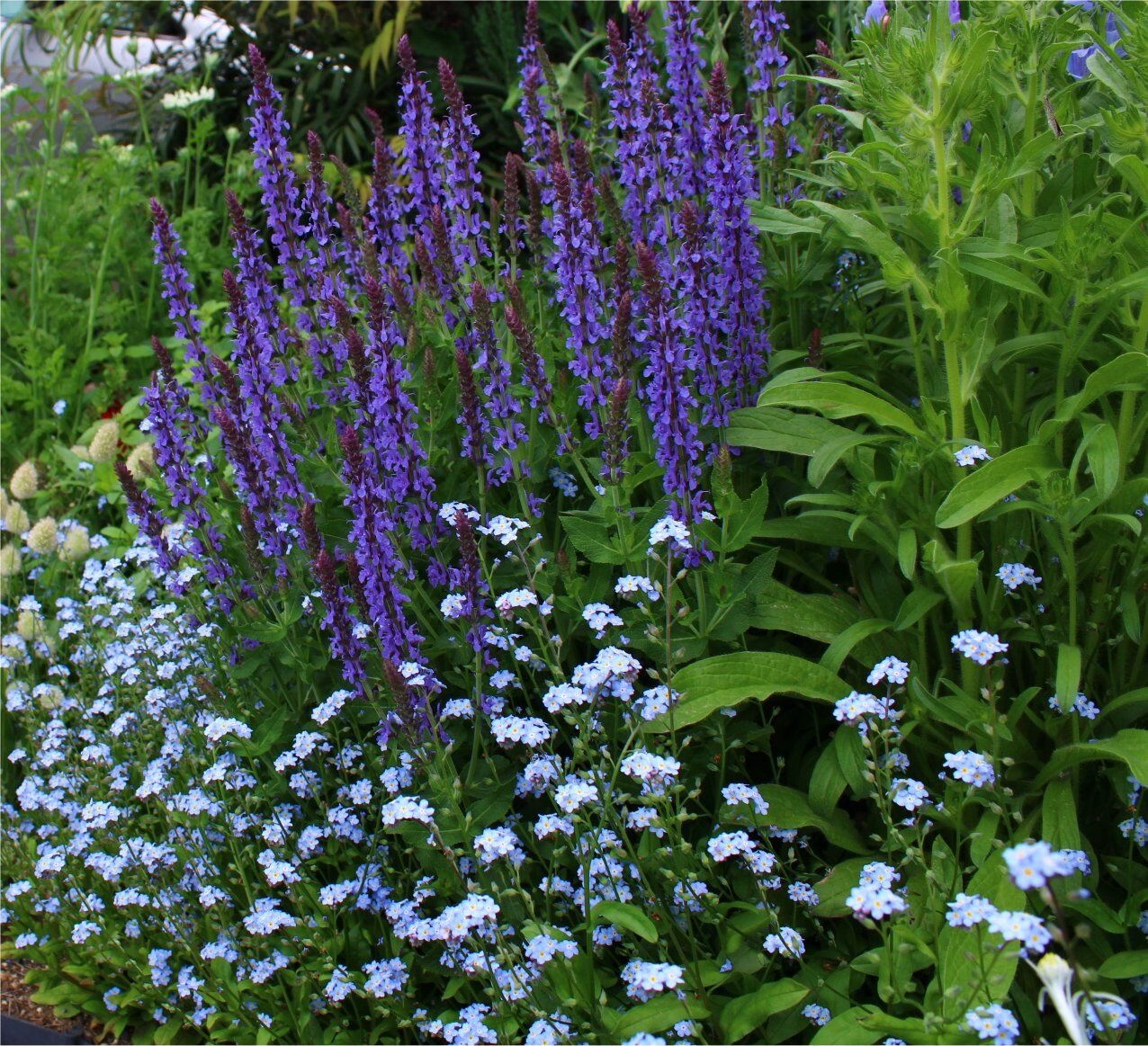 忘れな草 Www Gigascope Net