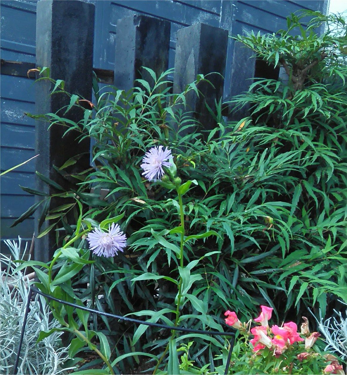 ２種のエリゲロン Miraiの庭 つれづれに