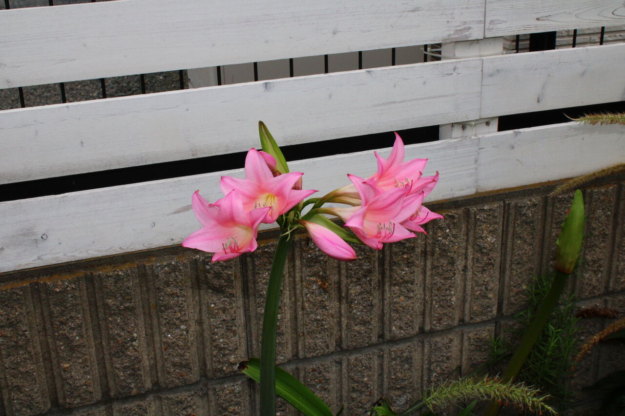 西向き花壇 Miraiの庭 つれづれに