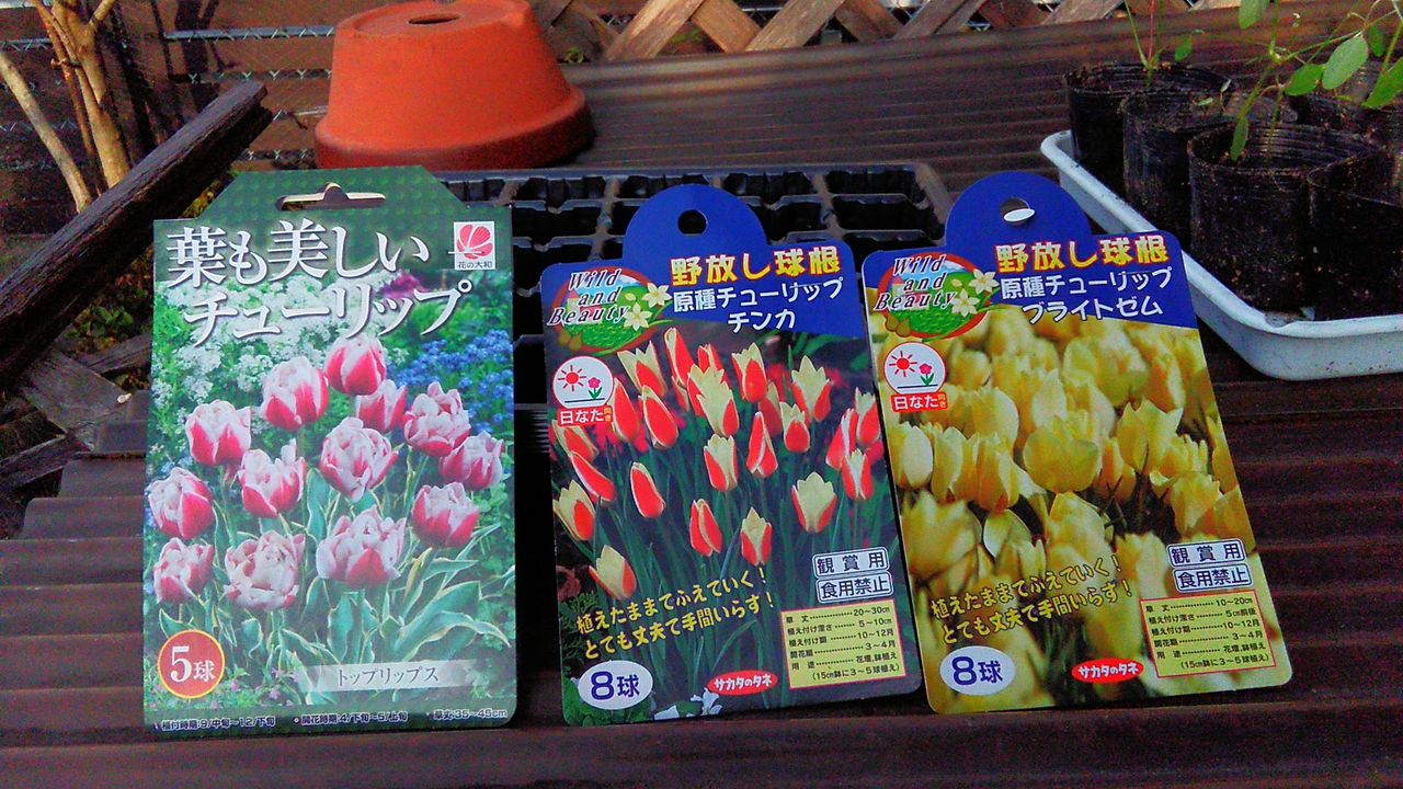 新しい花と球根 Miraiの庭 つれづれに