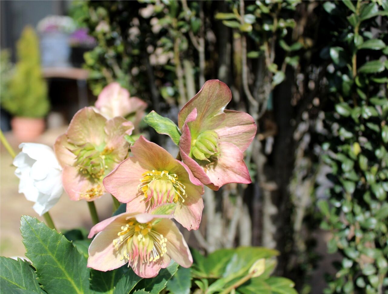 クリスマスローズとシクラメン Miraiの庭 つれづれに