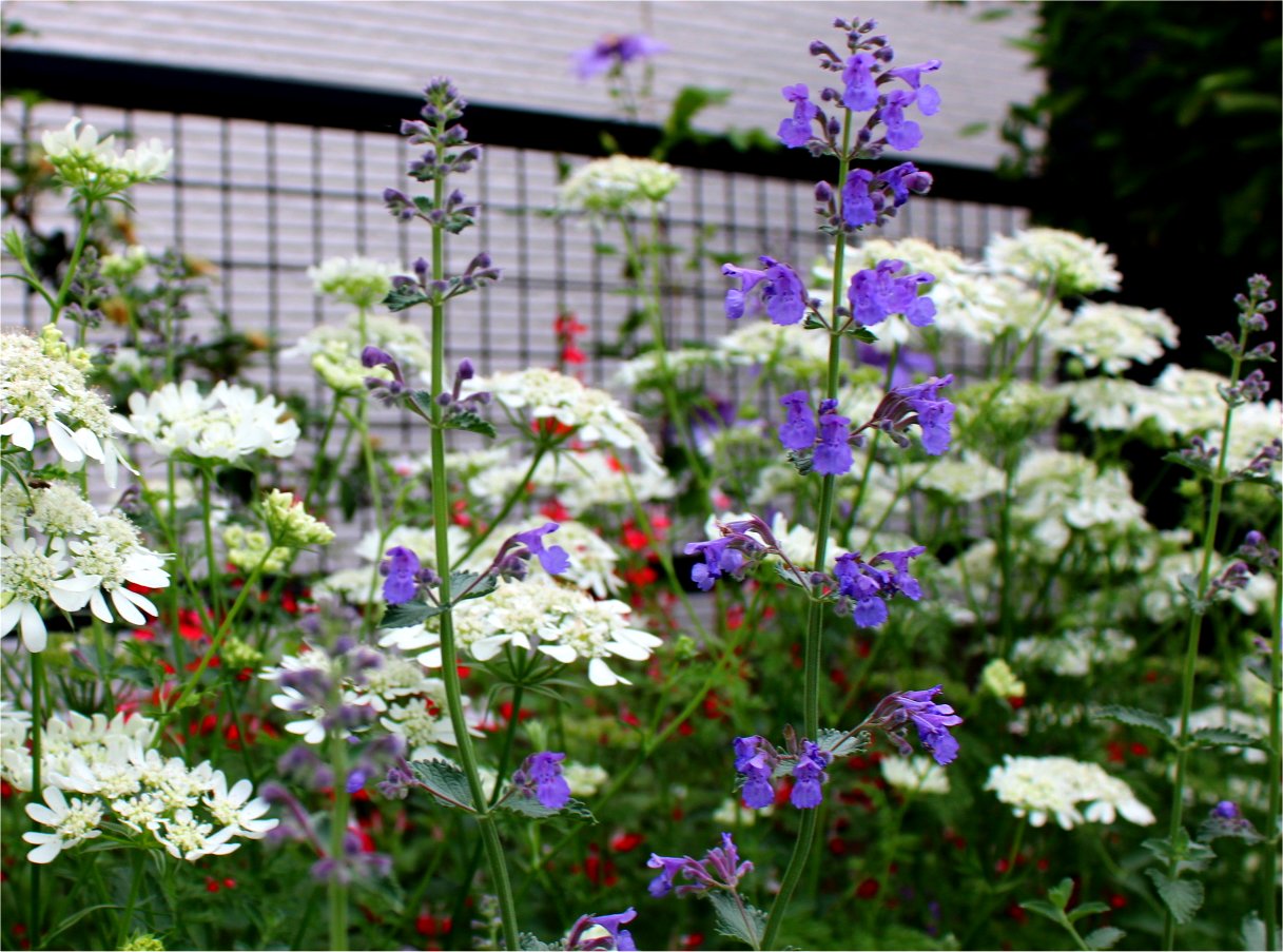 爽やかなキャットミントと庭の花 Miraiの庭 つれづれに