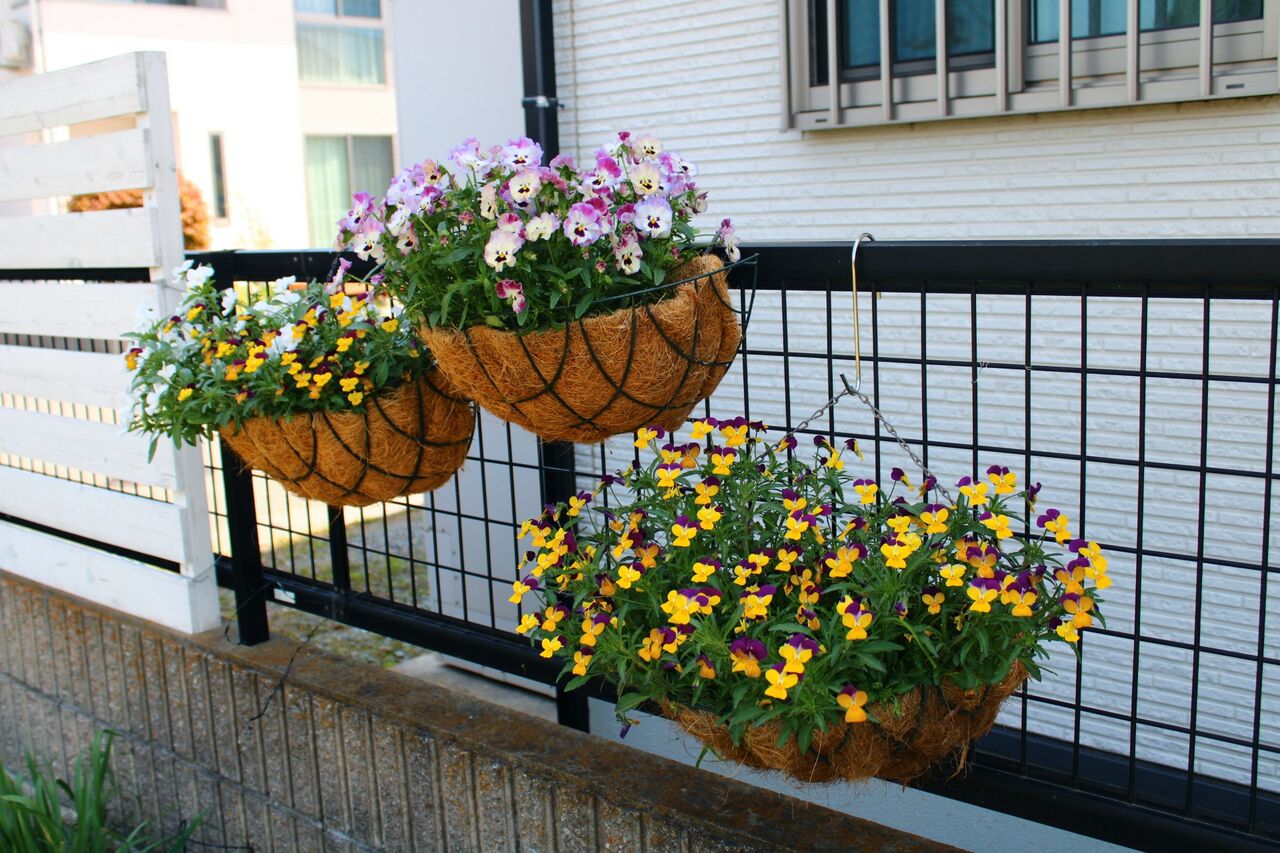 ハンギングの花と新しくお迎えした花 Miraiの庭 つれづれに