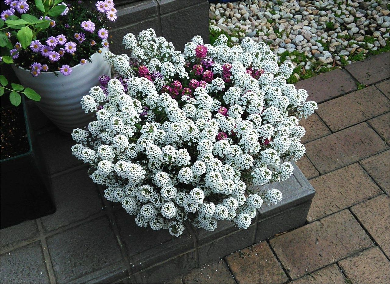 アンジェラと庭の花 Miraiの庭 つれづれに アンジェラと庭の花 Miraiの庭 つれづれに